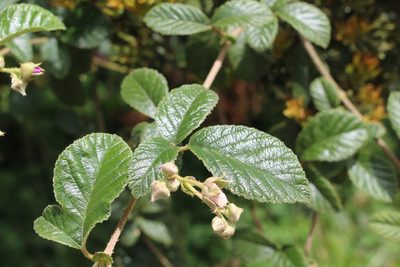 Rubus choachiensis, photographed by Andrés Ramírez-Barrera