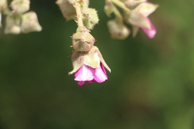 Rubus choachiensis, photographed by Andrés Ramírez-Barrera
