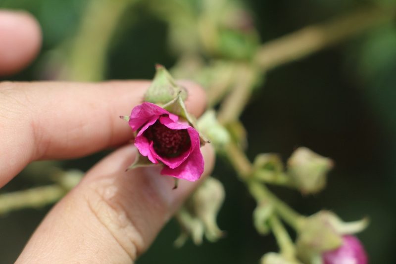 Rubus choachiensis, photographed by Andrés Ramírez-Barrera