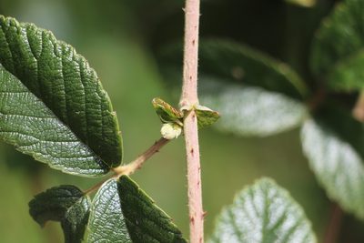 Rubus choachiensis, photographed by Andrés Ramírez-Barrera