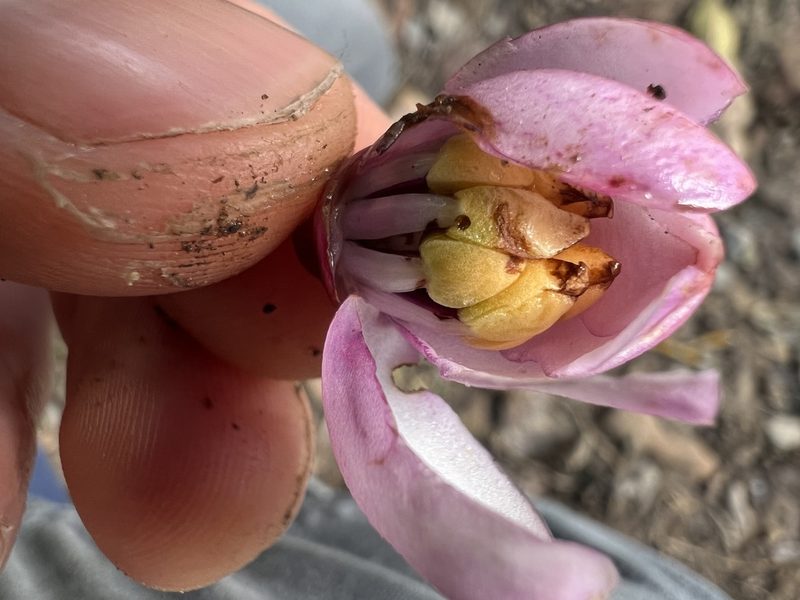 Axinaea macrophylla, photographed by Nicolás Baresch Uribe