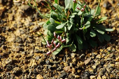 Limonium pectinatum, photographed by gwynmwilliams