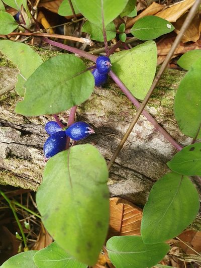 Coccocypselum herbaceum, photographed by Yolanda M. Leon