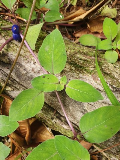 Coccocypselum herbaceum, photographed by Yolanda M. Leon