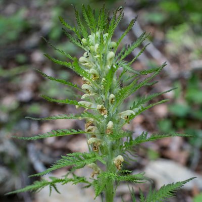 Pedicularis foliosa, photographed by Tim Johnson