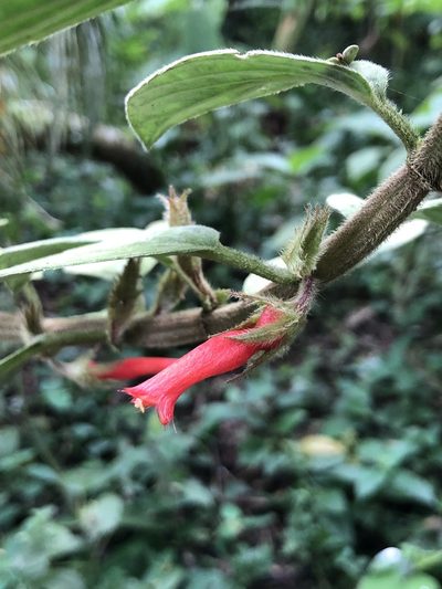 Columnea angustata, photographed by Skjold Søndergaard