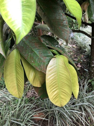 Garcinia mangostana, photographed by Skjold Søndergaard