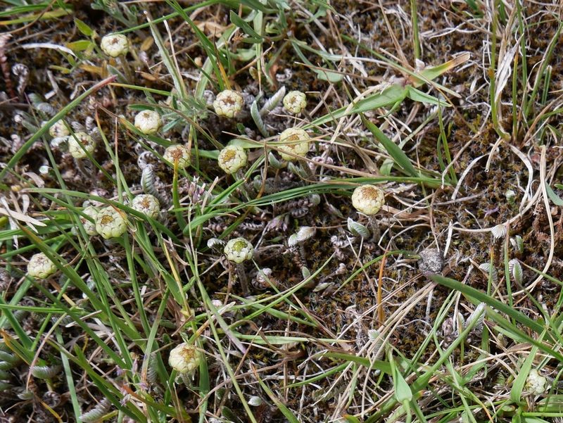 Leptinella pusilla, photographed by Alice Shanks