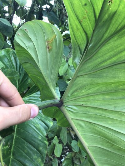 Philodendron subhastatum, photographed by Skjold Søndergaard