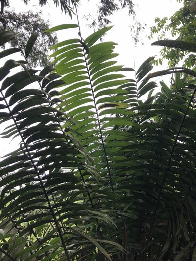 Zamia lindenii, photographed by Skjold Søndergaard