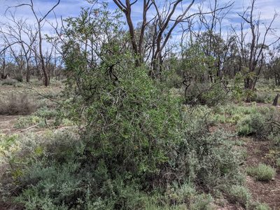 Eremophila maculata, photographed by Dylan Butcher