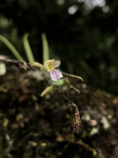 Ionopsis satyrioides, photographed by Skjold Søndergaard