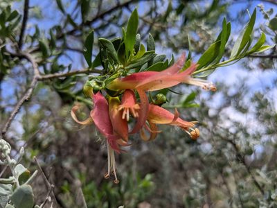 Eremophila maculata, photographed by Dylan Butcher