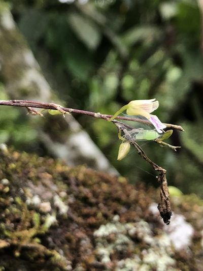 Ionopsis satyrioides, photographed by Skjold Søndergaard