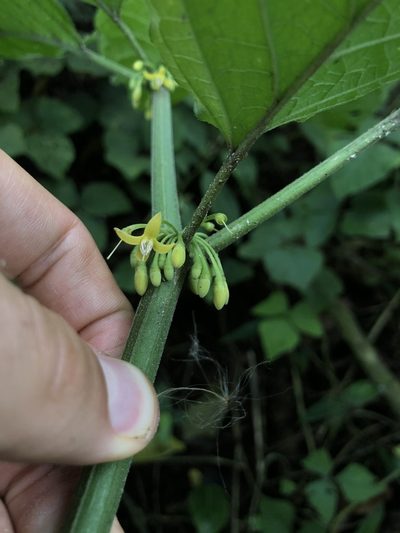Witheringia solanacea, photographed by Skjold Søndergaard