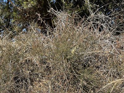 Ephedra antisyphilitica, photographed by CK2AZ