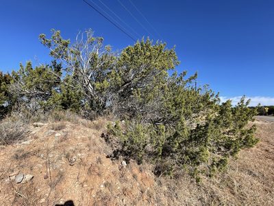 Juniperus pinchotii, photographed by CK2AZ