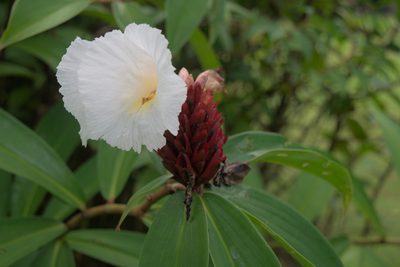 Hellenia speciosa, photographed by Anthony Batista