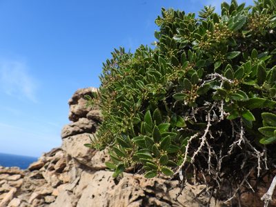 Rubia fruticosa, photographed by Marcelo Cabrera
