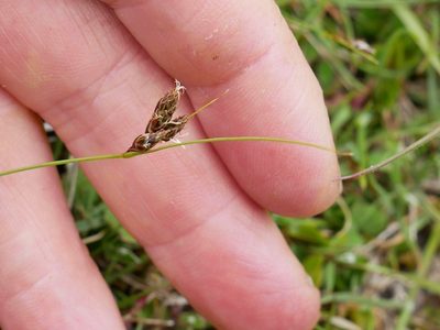 Carex colensoi, photographed by Alice Shanks