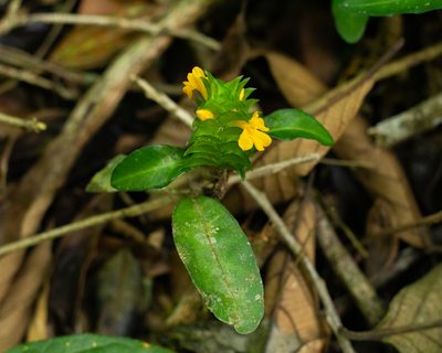 Aphelandra ornata, photographed by Denis Zabin