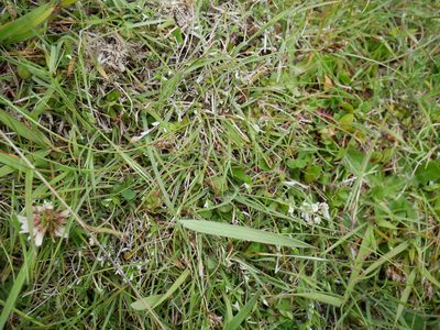 Carex colensoi, photographed by Alice Shanks