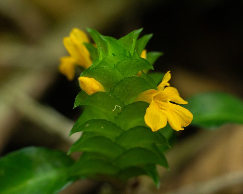 Aphelandra ornata, photographed by Denis Zabin