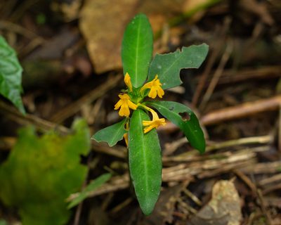 Aphelandra ornata, photographed by Denis Zabin