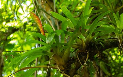 Vriesea incurvata, photographed by Denis Zabin