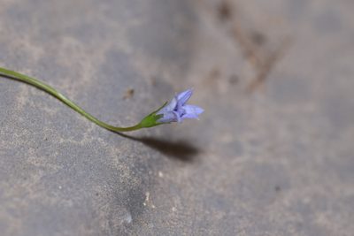 Wahlenbergia marginata, photographed by Blake Bringhurst