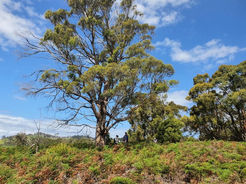 Eucalyptus amygdalina, photographed by Yoav Daniel Bar-Ness