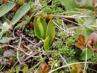 Ophioglossum coriaceum, photographed by Alice Shanks
