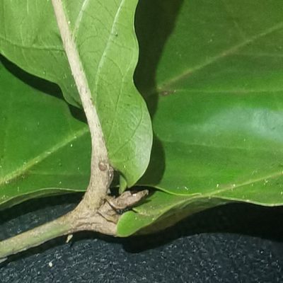 Hiraea reclinata, photographed by Eduardo Chacón Madrigal