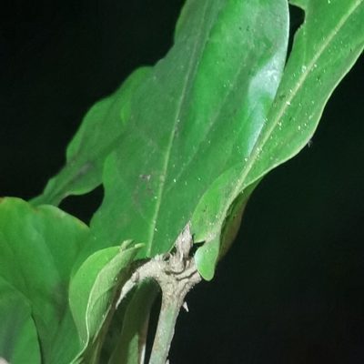 Hiraea reclinata, photographed by Eduardo Chacón Madrigal