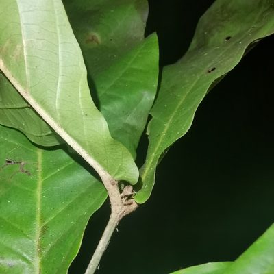 Hiraea reclinata, photographed by Eduardo Chacón Madrigal