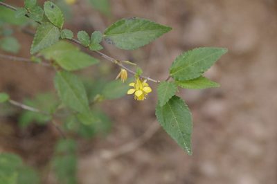 Corchorus siliquosus, photographed by Eric Knight