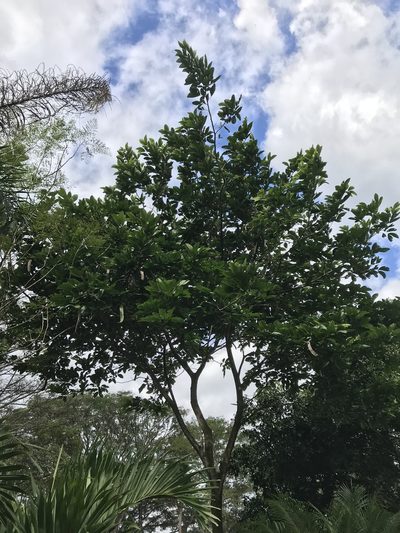 Inga spectabilis, photographed by ldgc