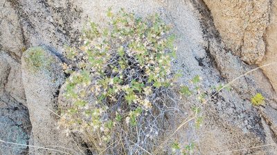 Brickellia atractyloides, photographed by Craig Martin