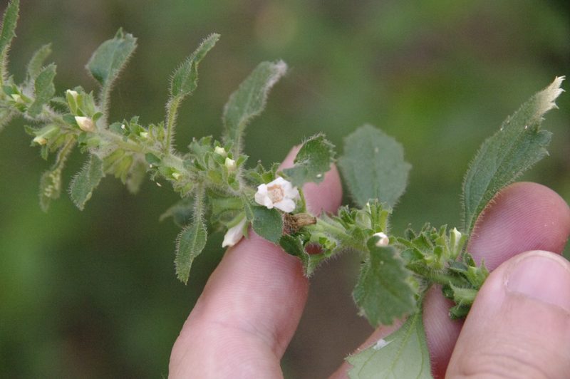 Capraria frutescens, photographed by Eric Knight