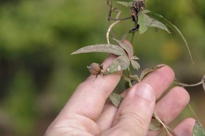 Distimake quinquefolius, photographed by Eric Knight