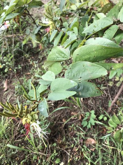 Bauhinia ungulata, photographed by ldgc