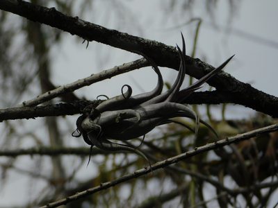 Tillandsia paucifolia, photographed by Jade Fortnash