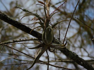 Tillandsia paucifolia, photographed by Jade Fortnash
