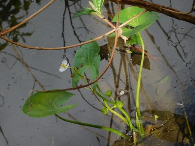 Sagittaria latifolia, photographed by Jade Fortnash