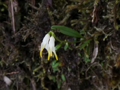Masdevallia chontalensis, photographed by Kai Squires