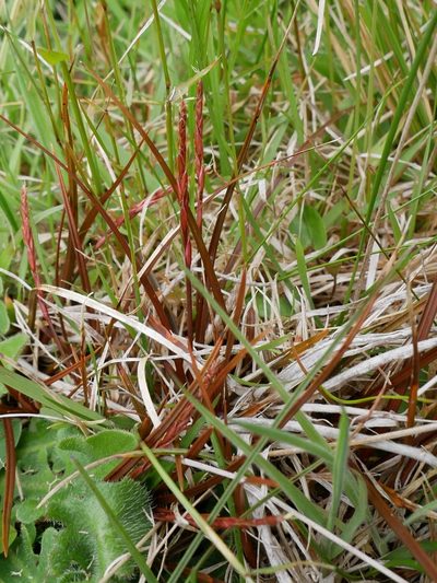 Carex punicea, photographed by Alice Shanks