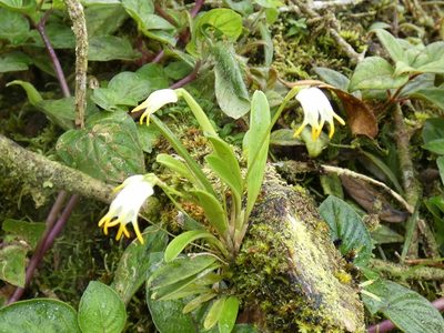 Masdevallia chontalensis, photographed by Kai Squires
