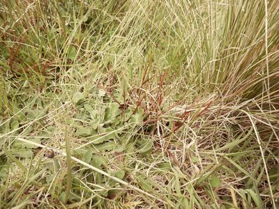 Carex punicea, photographed by Alice Shanks