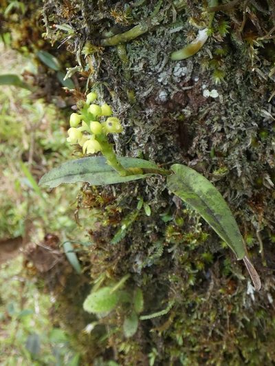 Polystachya foliosa, photographed by Kai Squires