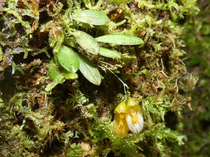 Specklinia colombiana, photographed by Kai Squires